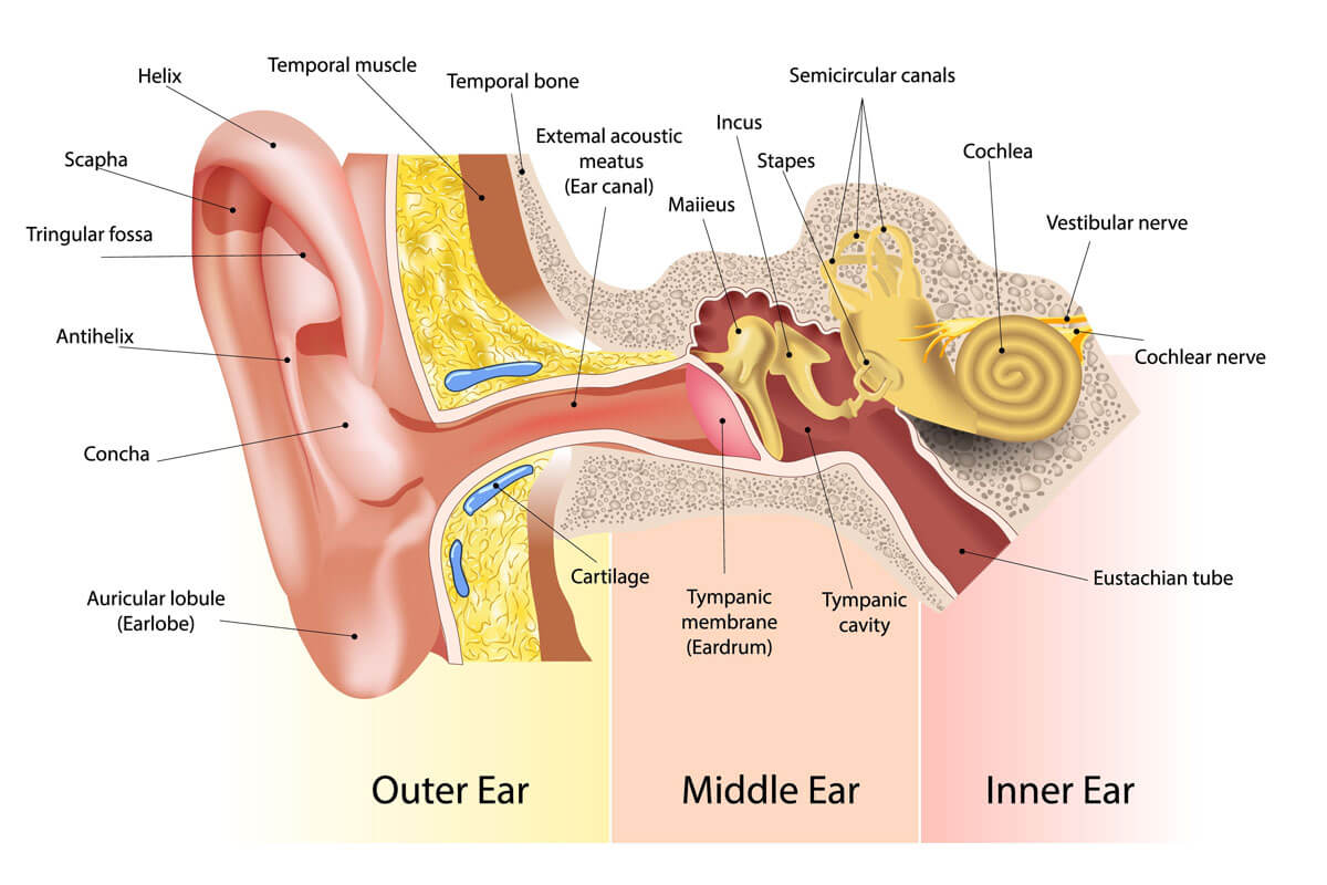 How We Hear ALLTONE Hearing Solutions